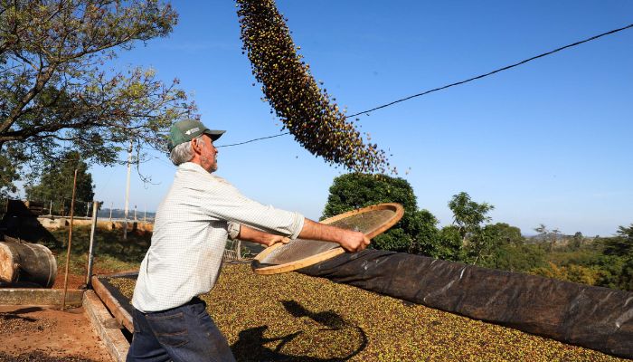  Café e soja garantem as maiores margens do ano para produtores paranaenses, aponta Deral